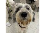 Adopt Miss Bliss (Chiclet) a Old English Sheepdog, Mixed Breed