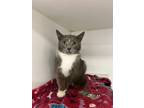 Adopt Spectre a Domestic Short Hair