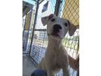 Adopt Geegee a Pit Bull Terrier, Mixed Breed