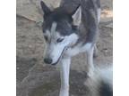 Adopt Lyla 2 a Husky