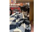 Adopt Josie a Domestic Short Hair