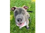 Adopt Val a Pit Bull Terrier