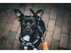 Adopt Tilly a Labrador Retriever, Australian Shepherd
