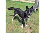 Adopt Dani a Husky, Mixed Breed