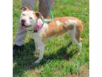 Adopt Nikki a Pit Bull Terrier