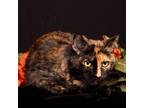 Adopt Ellie a Domestic Short Hair