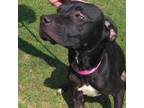 Adopt Shy Jr a Terrier, Labrador Retriever