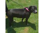 Adopt Shy a Terrier, Labrador Retriever