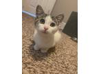 Adopt Domino a Domestic Short Hair