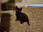 Adopt Salem a Domestic Short Hair