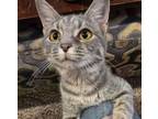 Adopt Sasha a Domestic Short Hair