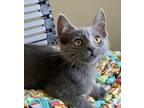 Adopt Kylie-Bonded W Rodrick a Russian Blue, Domestic Short Hair