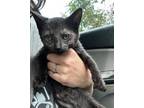 Adopt Eve a Domestic Short Hair