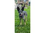 Adopt Blue Bella a Australian Cattle Dog / Blue Heeler