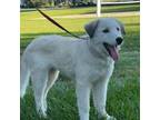 Adopt Pearl a Australian Shepherd, Mixed Breed
