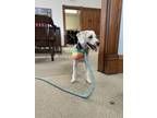Adopt Nelly a Poodle