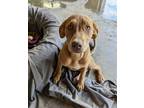 Adopt Hope a Labrador Retriever
