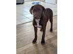 Adopt Halei a Labrador Retriever