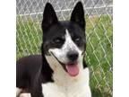 Adopt Sunny a Akita