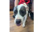 Adopt Penelope a Staffordshire Bull Terrier, Mixed Breed
