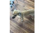 Adopt Wynonna a Carolina Dog, Mixed Breed