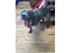 Adopt Miranda a Staffordshire Bull Terrier, Mixed Breed