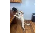 Adopt Naomi a Carolina Dog, Mixed Breed