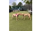 Adopt Nieveah a Weimaraner, Labrador Retriever