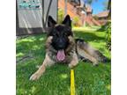 Adopt OSO a German Shepherd Dog