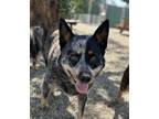 Adopt FALCON a Australian Cattle Dog / Blue Heeler