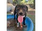 Adopt FRECKLES a Pit Bull Terrier, Mixed Breed