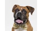 Adopt NASH a Boxer