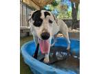 Adopt CHARLIE a Mastiff, Pit Bull Terrier