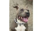 Adopt WATERMELON a Pit Bull Terrier