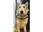 Adopt BALTO a Siberian Husky