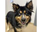 Adopt BLUE a Alaskan Malamute, Mixed Breed