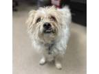 Adopt WOODY a Border Terrier, Mixed Breed