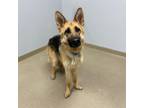 Adopt SHREK a German Shepherd Dog