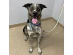 Adopt DEXTER a Catahoula Leopard Dog, Australian Shepherd
