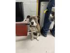 Adopt KYLE a Pit Bull Terrier