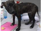 Adopt SCRABBLE a Pit Bull Terrier, Mixed Breed