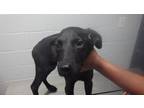 Adopt JAGGER a Labrador Retriever