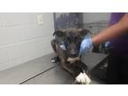 Adopt ELVIS a Pit Bull Terrier, Mixed Breed