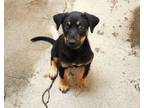 Adopt CLYDE a Mixed Breed