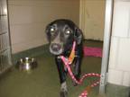 Adopt EDWARD a Mixed Breed