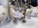 Adopt CROOKSHANKS a Domestic Short Hair