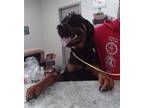 Adopt PAPA a Rottweiler