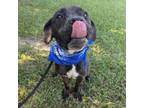 Adopt Hank (was Dumptruck) a Pit Bull Terrier