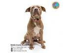 Adopt WOODY a Labrador Retriever, Mixed Breed