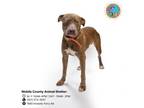 Adopt WIGGINS a Labrador Retriever, Mixed Breed
